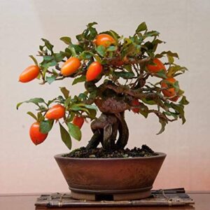 Goji Berry Seeds to Grow - 10 Seeds - Grow an Exotic Fruit Bearing Tree - So Fun. Mustr Try!