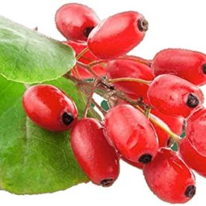 Goji Berry Seeds to Grow - 10 Seeds - Grow an Exotic Fruit Bearing Tree - So Fun. Mustr Try!