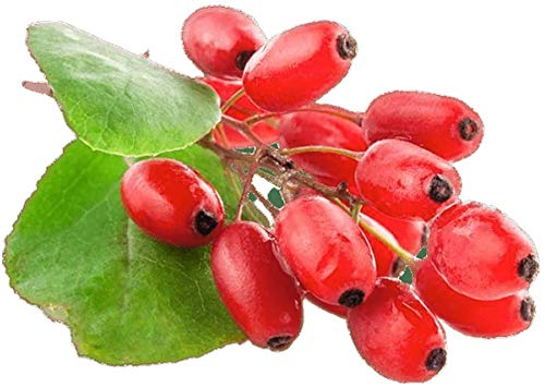 Goji Berry Seeds to Grow - 10 Seeds - Grow an Exotic Fruit Bearing Tree - So Fun. Mustr Try!