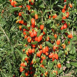 Goji Berry Seeds to Grow - 10 Seeds - Grow an Exotic Fruit Bearing Tree - So Fun. Mustr Try!