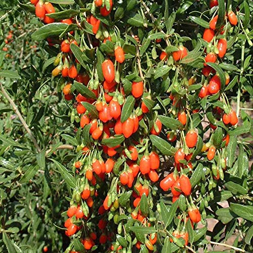 Goji Berry Seeds to Grow - 10 Seeds - Grow an Exotic Fruit Bearing Tree - So Fun. Mustr Try!