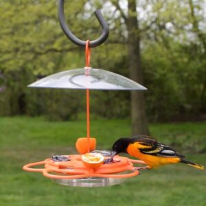 Nature's Way OFP1 All-in-One Oriole Buffet Bird Feeder, Orange