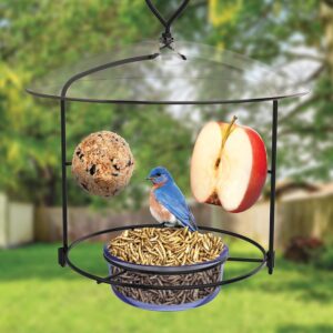 Nature's Way BBFM1 Bluebird Buffet Metal Bird Feeder with Protective Baffle, Outdoor Wild Bird Feeder and Décor, One Glass Dish with 3/4 Cup capacity, Blue