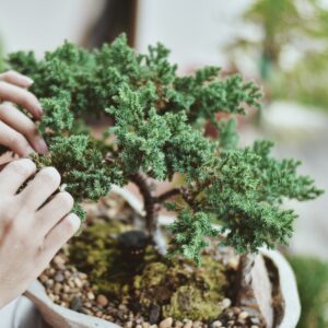bonsai soil - all-purpose bonsai tree soil mix, all-natural organic material great for all bonsai trees nutrient-rich bonsai soil mixture (2qts)