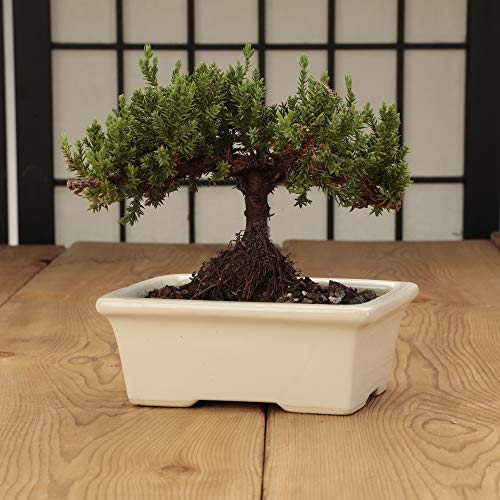 Glazed Ceramic Bonsai Pot - Decorative Planter for Dwarf Trees, Succulents, Small Plants - Perfect Pot for Indoor and Outdoor Gardens, Table Centerpieces and Windowsill Decor - White Rectangle