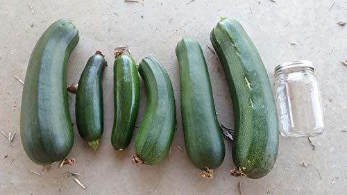 Gaea's Blessing Seeds - Zucchini Seeds - Non-GMO - with Easy to Follow Planting Instructions - Heirloom Black Beauty Summer Squash 97% Germination Rate