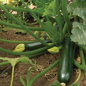 Gaea's Blessing Seeds - Zucchini Seeds - Non-GMO - with Easy to Follow Planting Instructions - Heirloom Black Beauty Summer Squash 97% Germination Rate