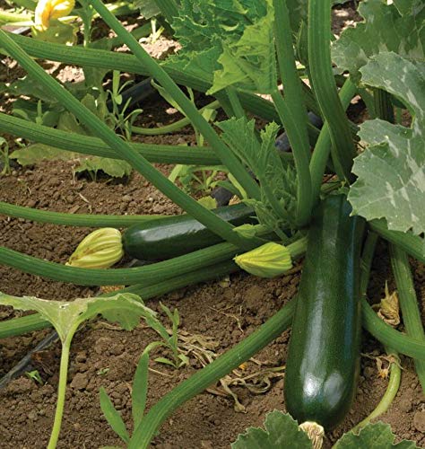 Gaea's Blessing Seeds - Zucchini Seeds - Non-GMO - with Easy to Follow Planting Instructions - Heirloom Black Beauty Summer Squash 97% Germination Rate