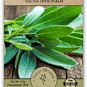 Gaea's Blessing Seeds - Sage Seeds (1.5g) Non-GMO Seeds with Easy to Follow Planting Instructions - Heirloom 88% Germination Rate