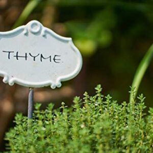 Gaea's Blessing Seeds - Thyme Seeds - Non-GMO - with Easy to Follow Planting Instructions - Herb Thymus Vulgaris 350mg 90% Germination