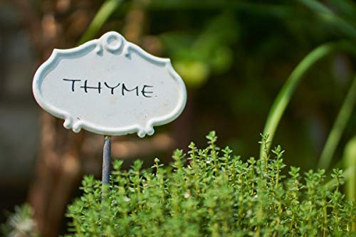 Gaea's Blessing Seeds - Thyme Seeds - Non-GMO - with Easy to Follow Planting Instructions - Herb Thymus Vulgaris 350mg 90% Germination