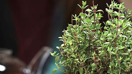 Gaea's Blessing Seeds - Thyme Seeds - Non-GMO - with Easy to Follow Planting Instructions - Herb Thymus Vulgaris 350mg 90% Germination