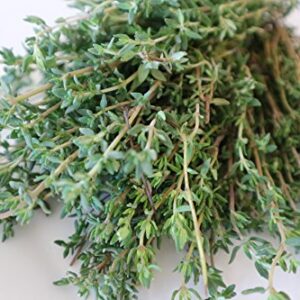 Gaea's Blessing Seeds - Thyme Seeds - Non-GMO - with Easy to Follow Planting Instructions - Herb Thymus Vulgaris 350mg 90% Germination