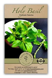 gaea's blessing seeds - holy basil seeds - heirloom seeds with easy to follow planting instructions - sacred tulsi open-pollinated high yield non-gmo 90% germination rate
