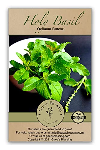 Gaea's Blessing Seeds - Holy Basil Seeds - Heirloom Seeds with Easy to Follow Planting Instructions - Sacred Tulsi Open-Pollinated High Yield Non-GMO 90% Germination Rate