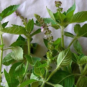 Gaea's Blessing Seeds - Holy Basil Seeds - Heirloom Seeds with Easy to Follow Planting Instructions - Sacred Tulsi Open-Pollinated High Yield Non-GMO 90% Germination Rate