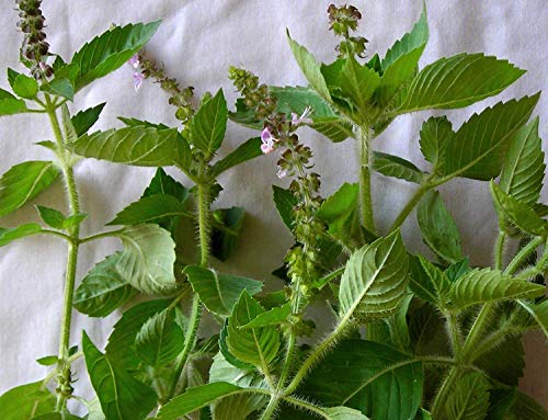 Gaea's Blessing Seeds - Holy Basil Seeds - Heirloom Seeds with Easy to Follow Planting Instructions - Sacred Tulsi Open-Pollinated High Yield Non-GMO 90% Germination Rate