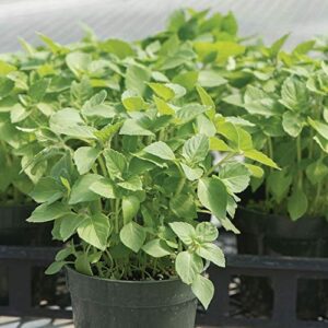 Gaea's Blessing Seeds - Holy Basil Seeds - Heirloom Seeds with Easy to Follow Planting Instructions - Sacred Tulsi Open-Pollinated High Yield Non-GMO 90% Germination Rate