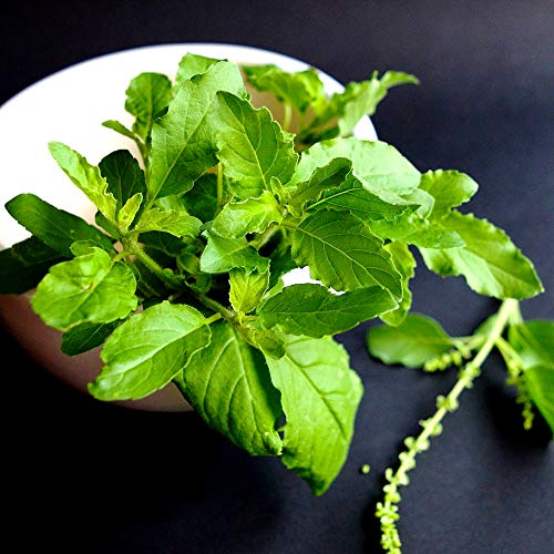 Gaea's Blessing Seeds - Holy Basil Seeds - Heirloom Seeds with Easy to Follow Planting Instructions - Sacred Tulsi Open-Pollinated High Yield Non-GMO 90% Germination Rate