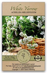 gaea's blessing seeds - white yarrow seeds with easy to follow instructions - heirloom non-gmo 93% germination rate