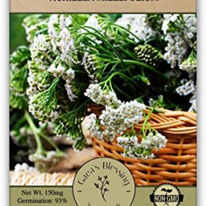 Gaea's Blessing Seeds - White Yarrow Seeds with Easy to Follow Instructions - Heirloom Non-GMO 93% Germination Rate