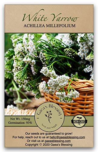 Gaea's Blessing Seeds - White Yarrow Seeds with Easy to Follow Instructions - Heirloom Non-GMO 93% Germination Rate