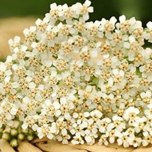 Gaea's Blessing Seeds - White Yarrow Seeds with Easy to Follow Instructions - Heirloom Non-GMO 93% Germination Rate