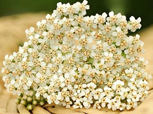 Gaea's Blessing Seeds - White Yarrow Seeds with Easy to Follow Instructions - Heirloom Non-GMO 93% Germination Rate