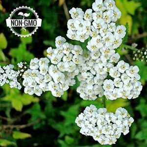 Gaea's Blessing Seeds - White Yarrow Seeds with Easy to Follow Instructions - Heirloom Non-GMO 93% Germination Rate