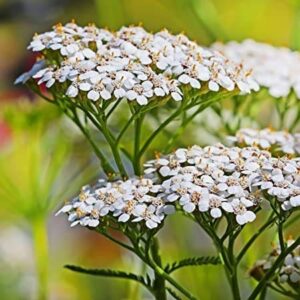 Gaea's Blessing Seeds - White Yarrow Seeds with Easy to Follow Instructions - Heirloom Non-GMO 93% Germination Rate