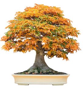 bonsai tree seeds, trident maple | 20+ seeds | highly prized for bonsai, (acer buergerianum) 20+seeds