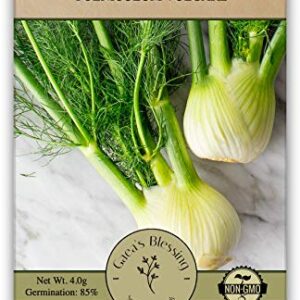 Gaea's Blessing Seeds - Fennel Seeds (2.0g) - Non-GMO Seeds with Easy to Follow Planting Instructions - Herb Seeds 85% Germination Rate