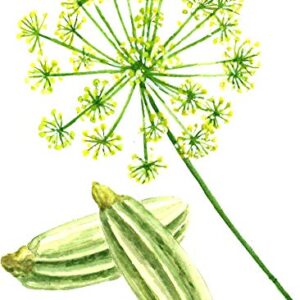 Gaea's Blessing Seeds - Fennel Seeds (2.0g) - Non-GMO Seeds with Easy to Follow Planting Instructions - Herb Seeds 85% Germination Rate