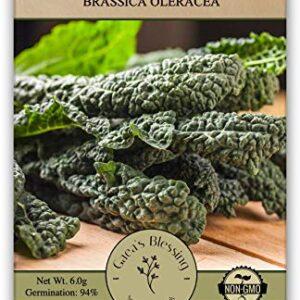 Gaea's Blessing Seeds - Lacinato Kale Seeds - Non-GMO Seeds with Easy to Follow Planting Instructions - Open Pollinated, 94% Germination Rate