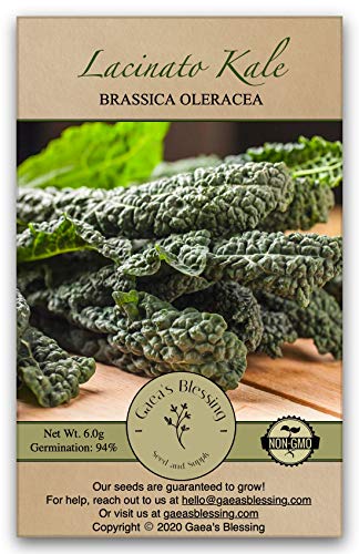 Gaea's Blessing Seeds - Lacinato Kale Seeds - Non-GMO Seeds with Easy to Follow Planting Instructions - Open Pollinated, 94% Germination Rate