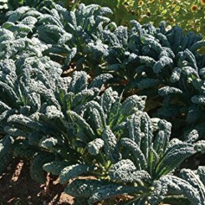 Gaea's Blessing Seeds - Lacinato Kale Seeds - Non-GMO Seeds with Easy to Follow Planting Instructions - Open Pollinated, 94% Germination Rate