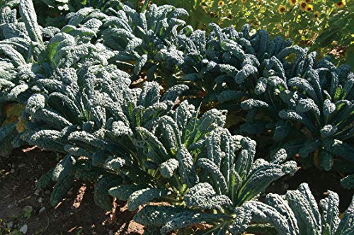 Gaea's Blessing Seeds - Lacinato Kale Seeds - Non-GMO Seeds with Easy to Follow Planting Instructions - Open Pollinated, 94% Germination Rate