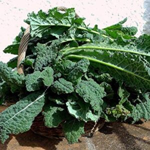 Gaea's Blessing Seeds - Lacinato Kale Seeds - Non-GMO Seeds with Easy to Follow Planting Instructions - Open Pollinated, 94% Germination Rate