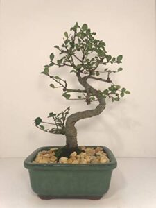 bonsai tree elm (s shaped) with ceramic pot 8 years old