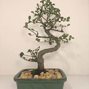 Bonsai Tree ELM (S Shaped) with Ceramic Pot 8 Years Old