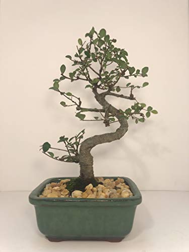 Bonsai Tree ELM (S Shaped) with Ceramic Pot 8 Years Old