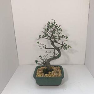 Bonsai Tree ELM (S Shaped) with Ceramic Pot 8 Years Old