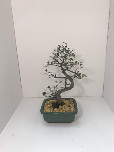 Bonsai Tree ELM (S Shaped) with Ceramic Pot 8 Years Old