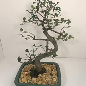 Bonsai Tree ELM (S Shaped) with Ceramic Pot 8 Years Old