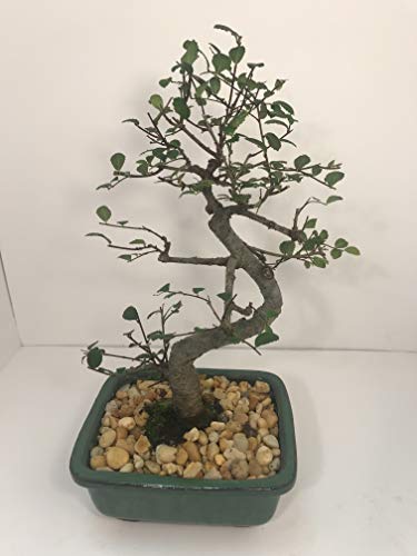 Bonsai Tree ELM (S Shaped) with Ceramic Pot 8 Years Old