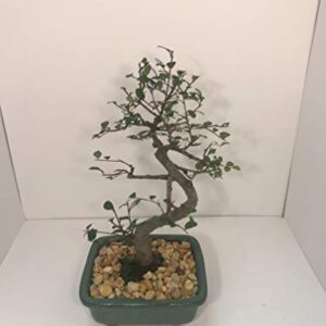 Bonsai Tree ELM (S Shaped) with Ceramic Pot 8 Years Old