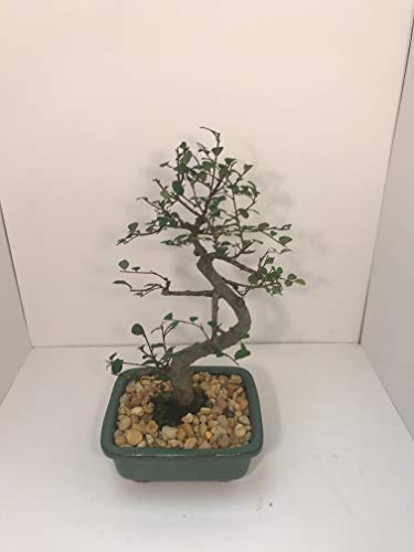 Bonsai Tree ELM (S Shaped) with Ceramic Pot 8 Years Old