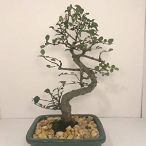 Bonsai Tree ELM (S Shaped) with Ceramic Pot 8 Years Old