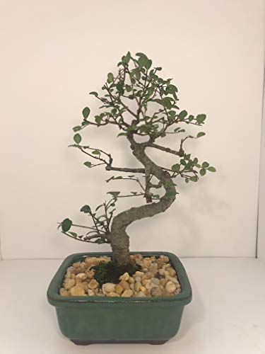 Bonsai Tree ELM (S Shaped) with Ceramic Pot 8 Years Old