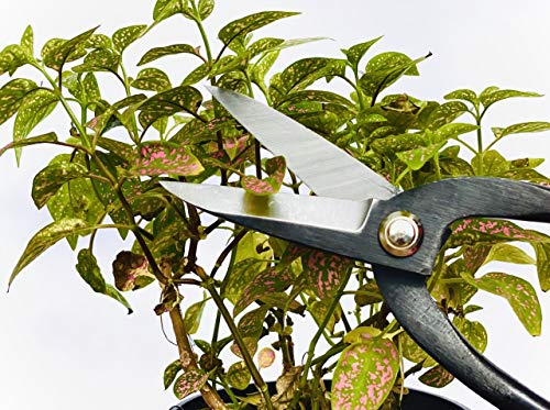 7.3” Bonsai Scissors, for Bonsai Gardening. Bonsai Shears. Bonsai Pruning with a High Carbon Steel Blade. Ergonomic Design That Provide Precision Trimming.